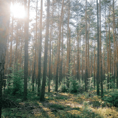 Pulse - Planting trees where needed the most Impact Image