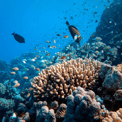 Pulse - Restoring coral reefs Impact Image