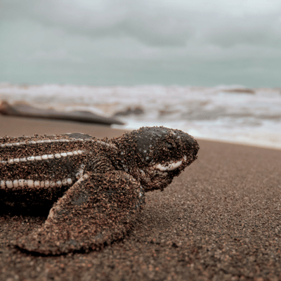 Pulse - sea turtle hatchlings Impact Image